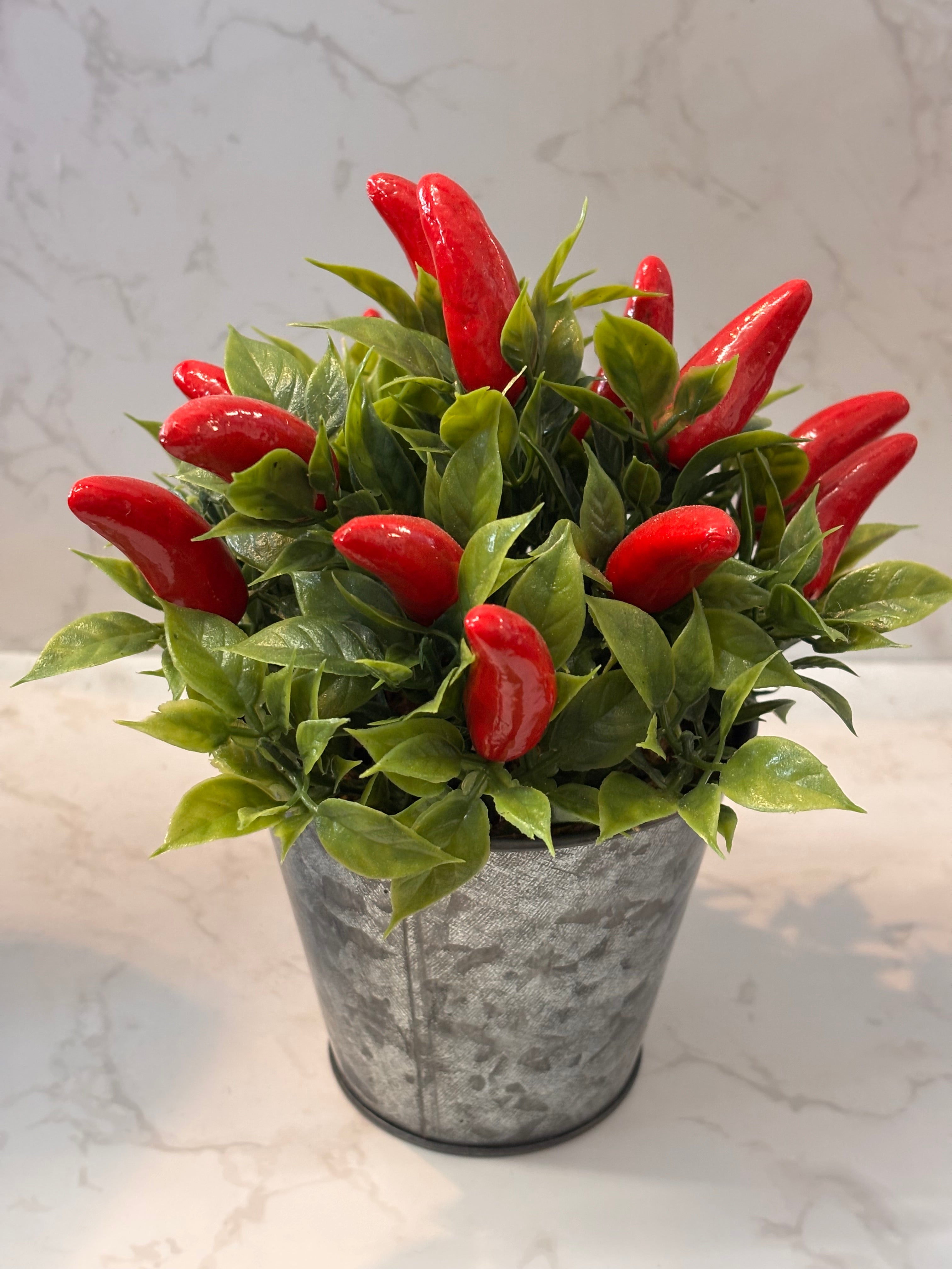 Vibrant Chilli plant